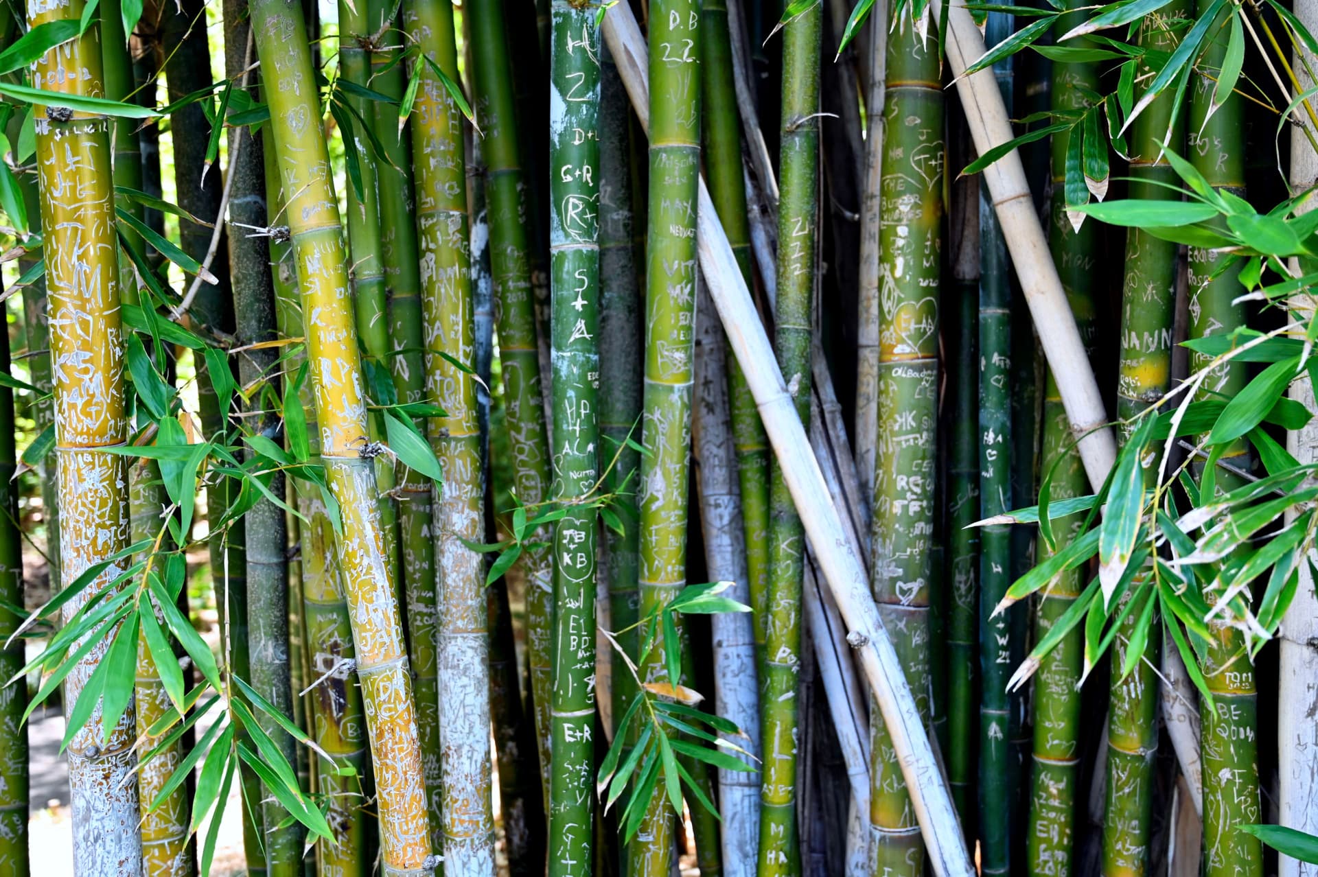Bamboo